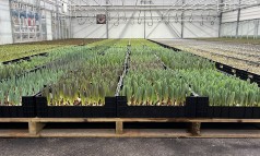 News image: Marktbroeishow: kijken, vergelijken en beleven!